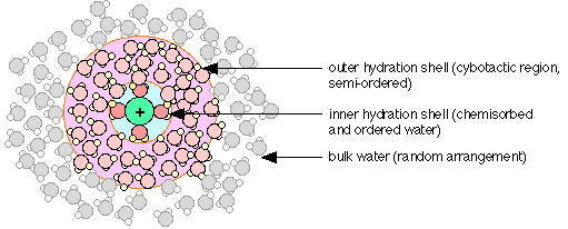 cybotactic region of ordered water molecules around a dissolved ion