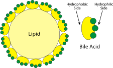 bile emulsifies dietary lipids